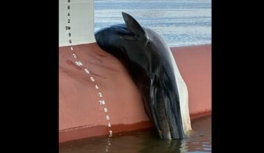 Dead Whale on Boxship's Bow Prompts Investigation