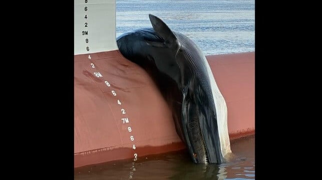 Dead Whale on Boxship's Bow Prompts Investigation