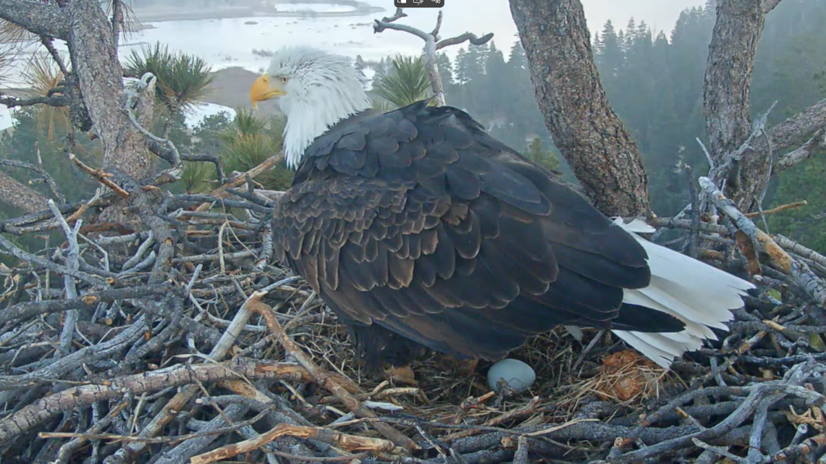 Beloved Big Bear eagle couple welcomes first egg of the year – NBC Los Angeles