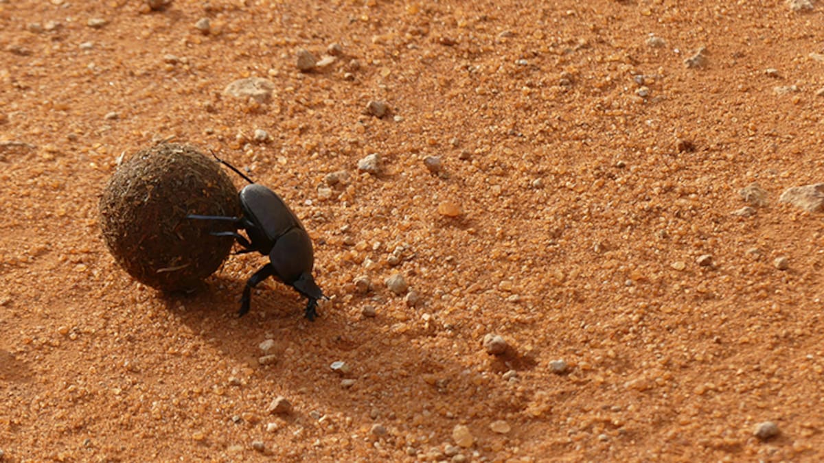 Dung Beetle Innovations at risk of closure as farm sales slow down