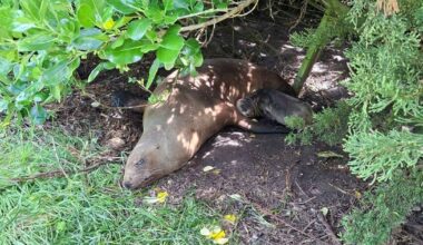 Public to remain vigilant following birth of nationally endangered pakeke pup – Te Ao Māori News