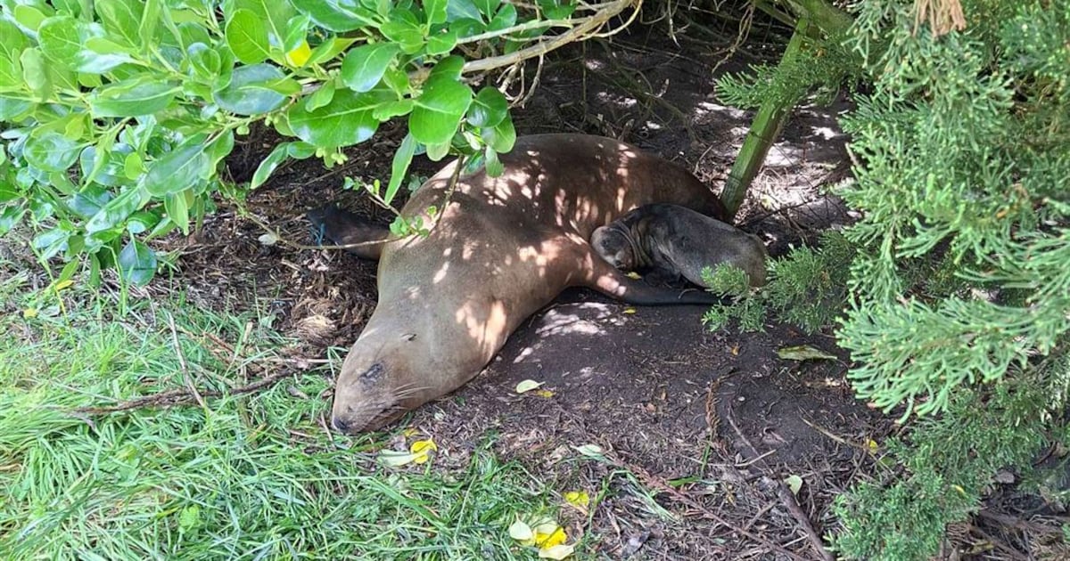 Public to remain vigilant following birth of nationally endangered pakeke pup – Te Ao Māori News