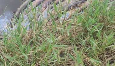 ‘It’s devastating’: Generations-old eel population wiped out in Wairoa stream