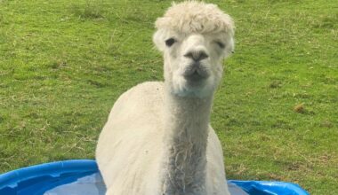 Lonely Cornwall alpaca cheered up with unlikely object while he waits for new friends
