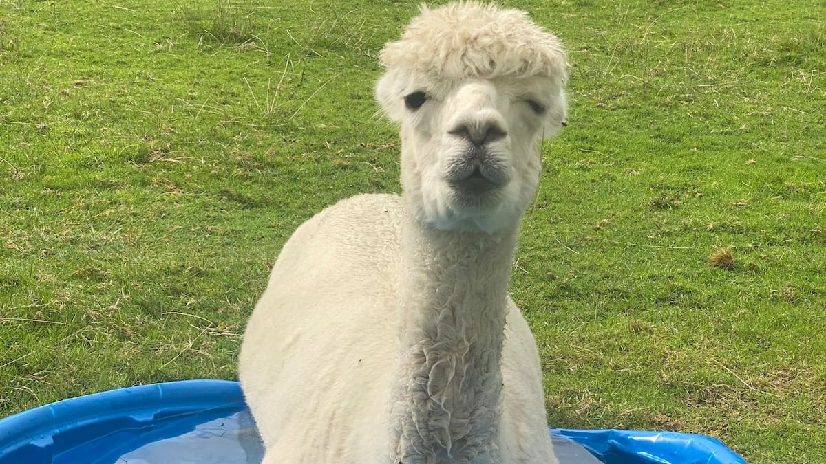 Lonely Cornwall alpaca cheered up with unlikely object while he waits for new friends