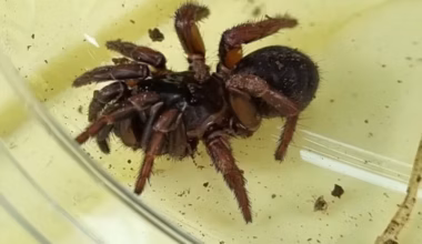 Caught in a web: Biologist discovers possible new spider species