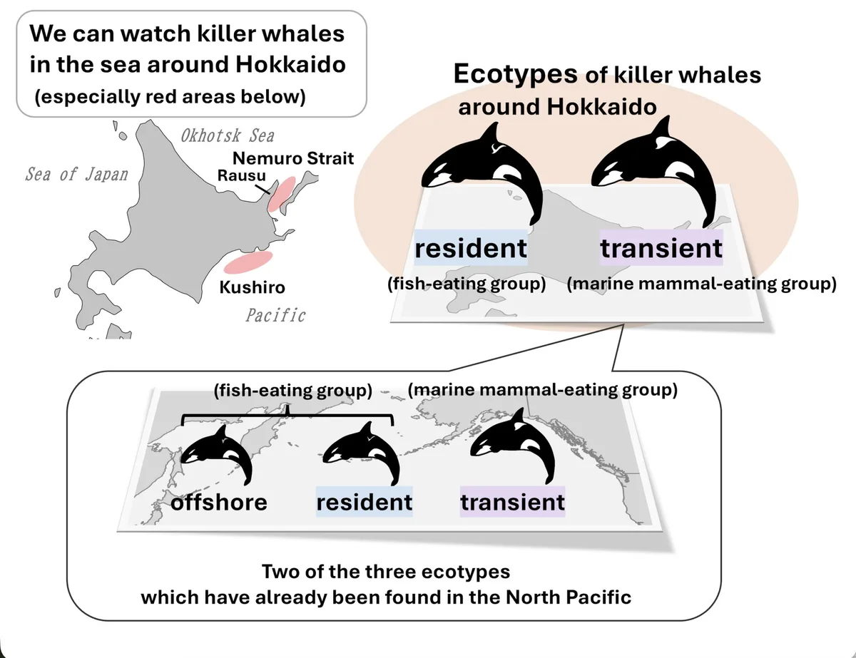 Ecotypes of killer whales around Hokkaido