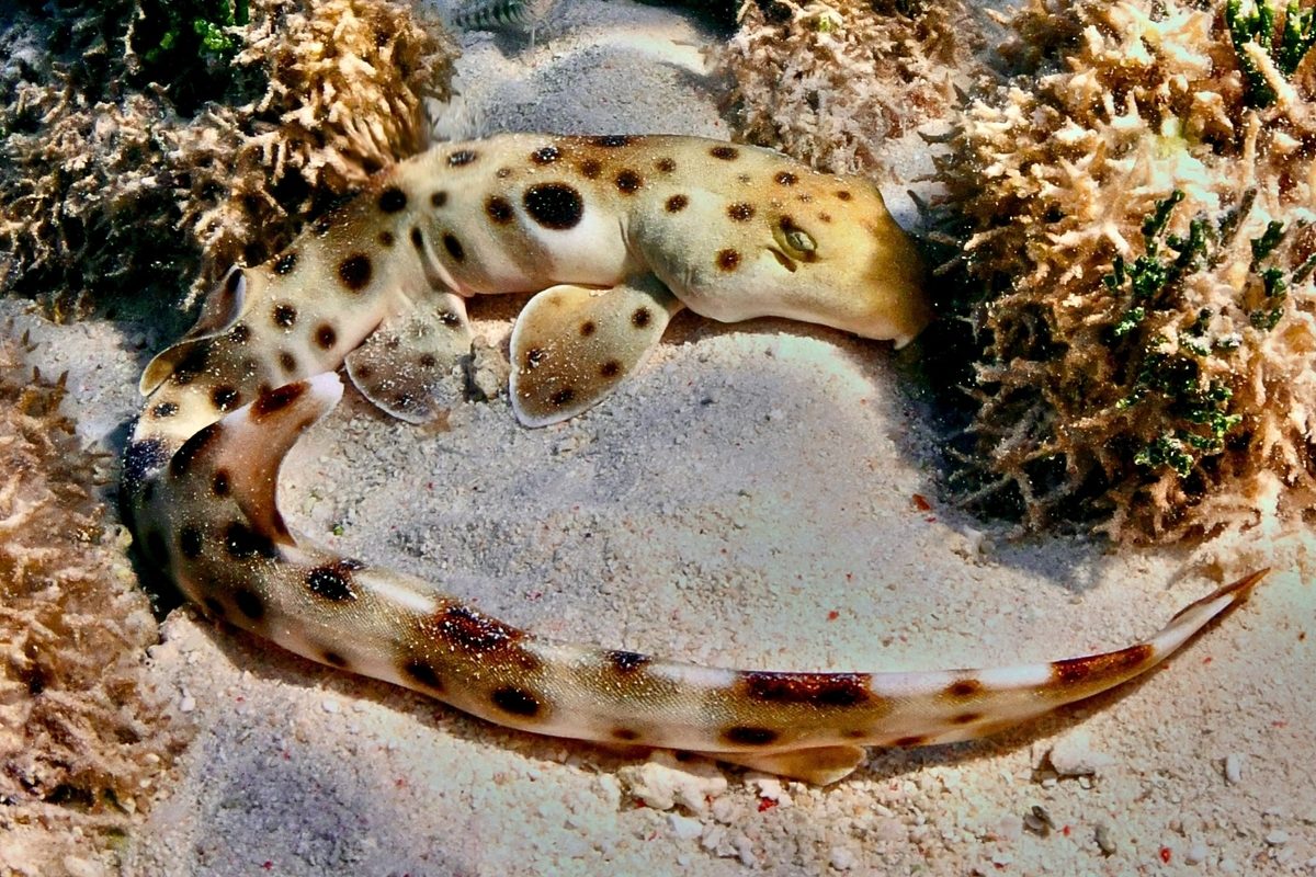 Epaulette shark