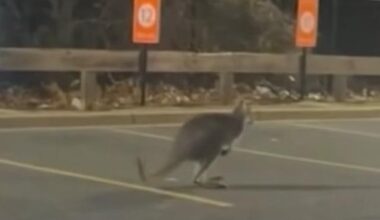 Watch: Escaped wallaby captured on return to New Jersey Walmart