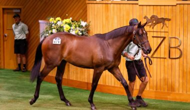 Proud moment for Landsdowne Park with $950,000 Karaka colt