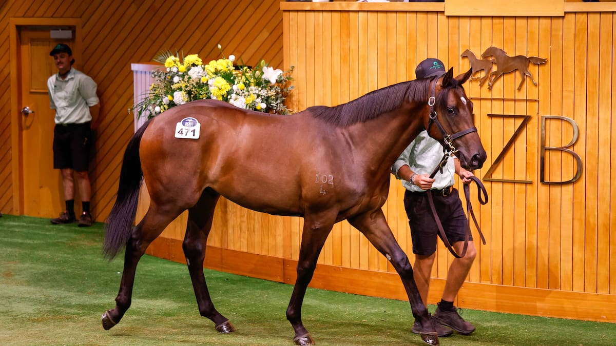Proud moment for Landsdowne Park with $950,000 Karaka colt