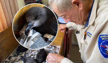 Storm-hit petrels recovered and ready for release