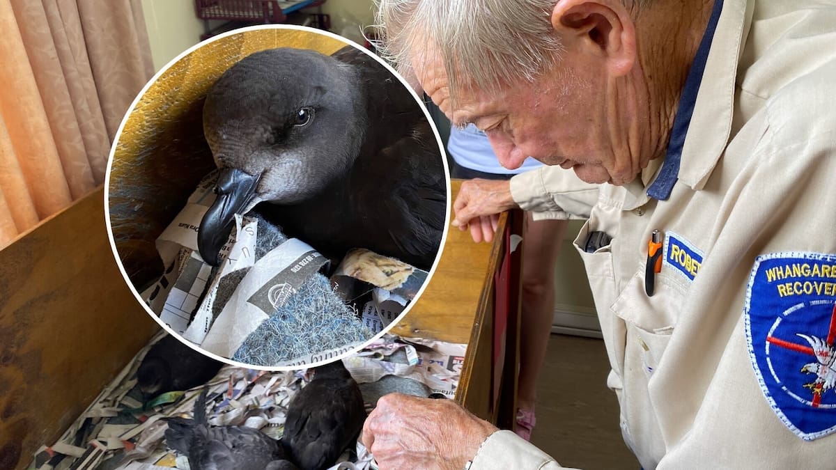 Storm-hit petrels recovered and ready for release
