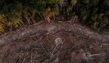 Global grain traders' green pledges face skepticism as deal to protect Brazil's rainforest unravels