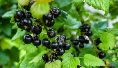 black currants