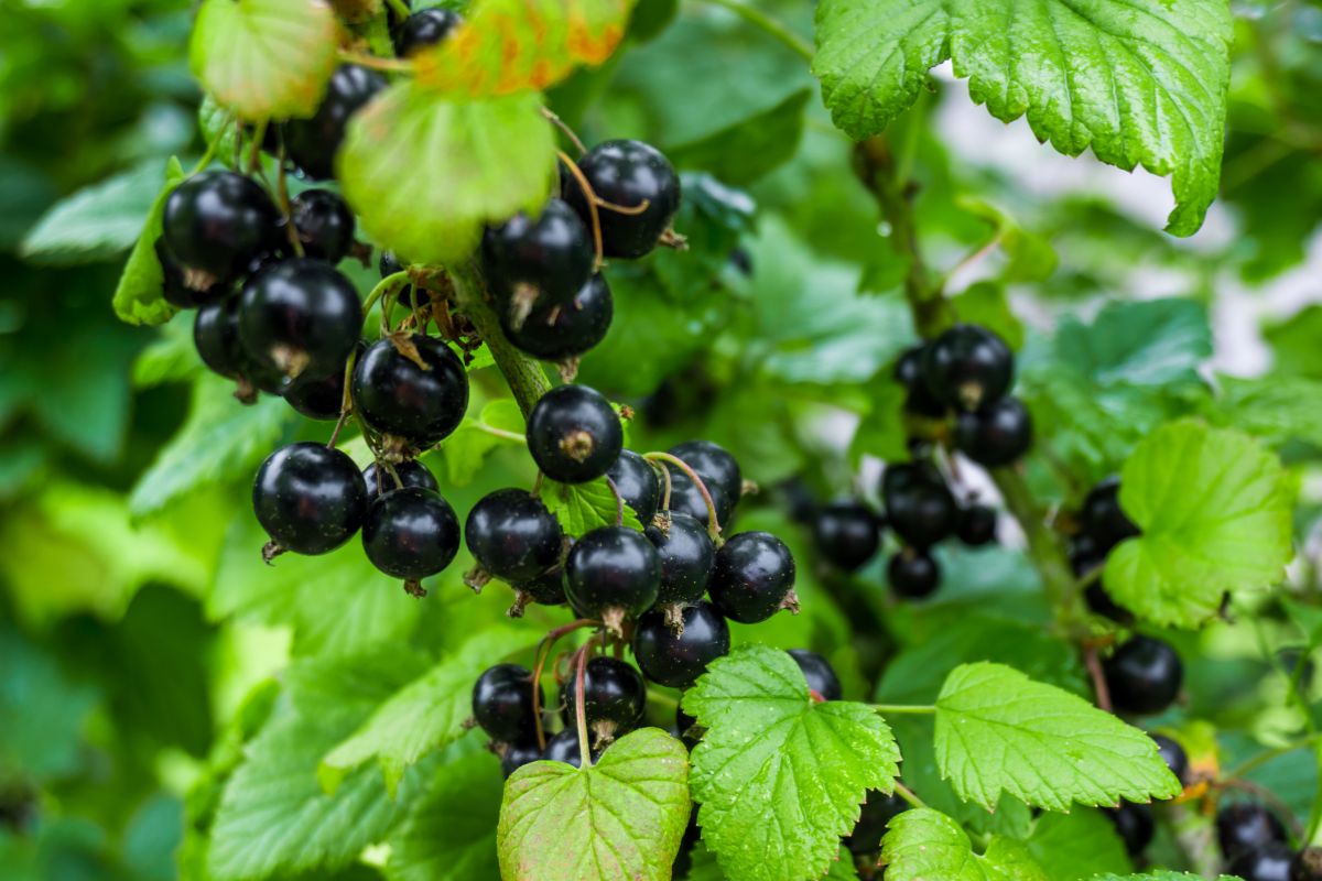 black currants