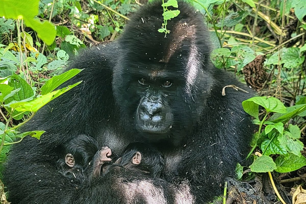 Mountain gorilla female and twins