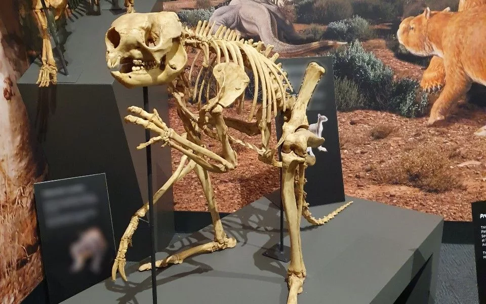 Fossils show giant prehistoric kangaroos could still hop