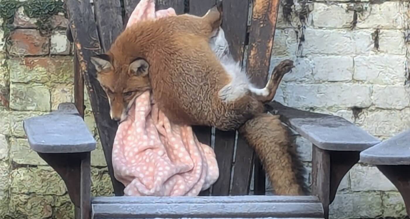 The Wild and Wacky Animal Rescues of 2025 Made the RSPCA Staff True Heroes