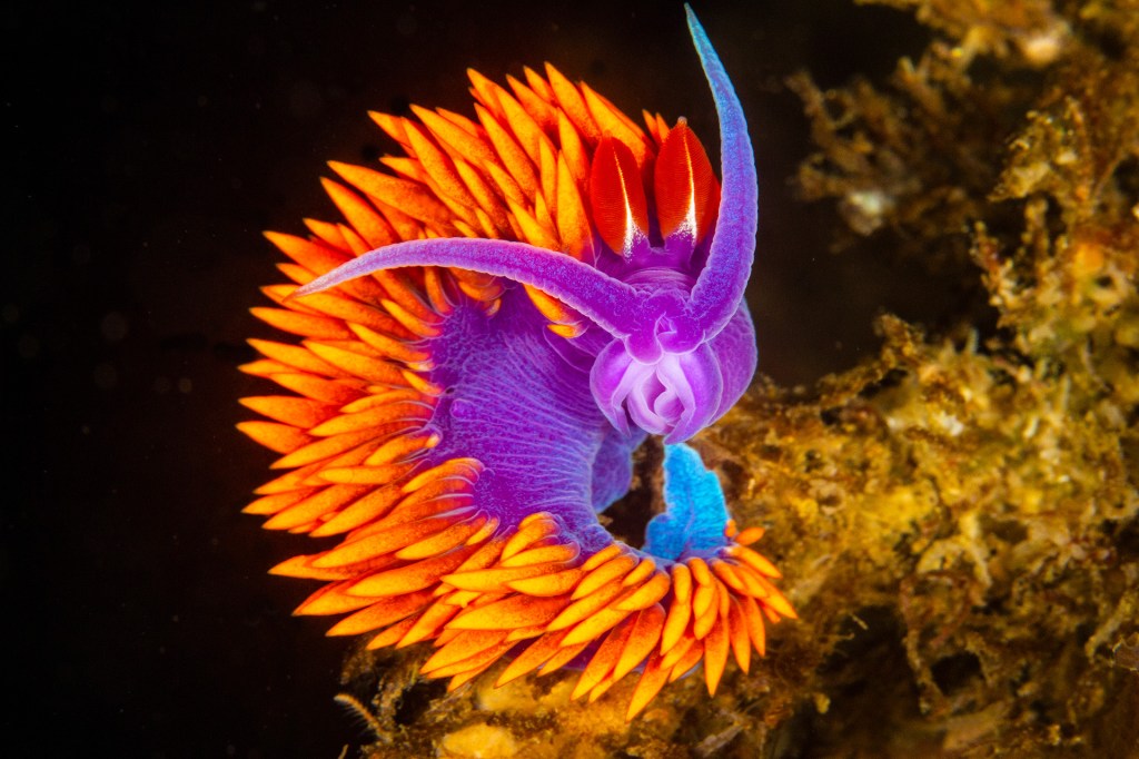 A colorful sea slug with bright orange and purple spikes crawls over a rock in the ocean.