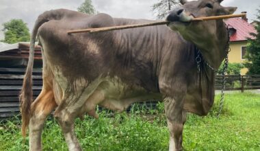 Researchers identify tool use in a pet cow, indicating livestock might be smarter than thought - CTV News