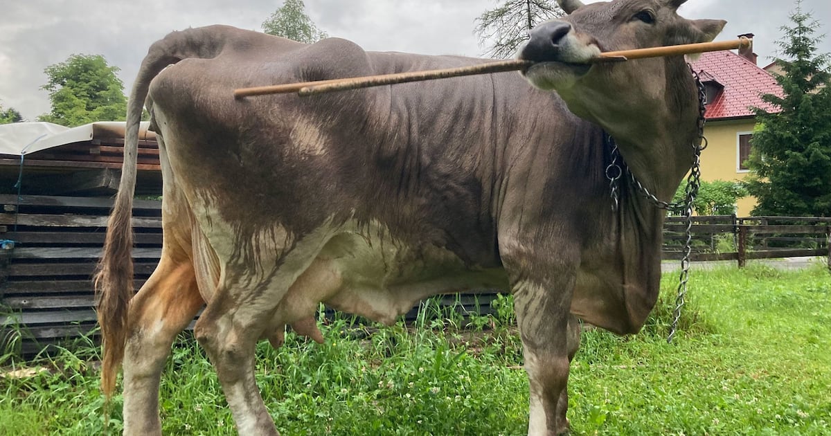 Researchers identify tool use in a pet cow, indicating livestock might be smarter than thought - CTV News