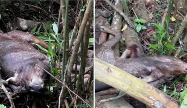 Rare Sambar Deer succumbs to injuries from traffic accident near Chestnut Trail