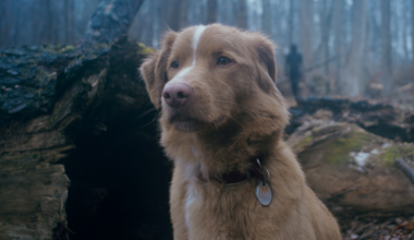 'Good Boy' Director Ben Leonberg On A Horror Film With His Family Dog