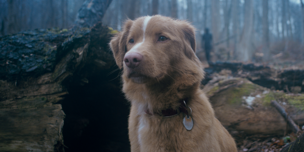 'Good Boy' Director Ben Leonberg On A Horror Film With His Family Dog