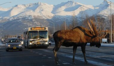 Moose Alaska