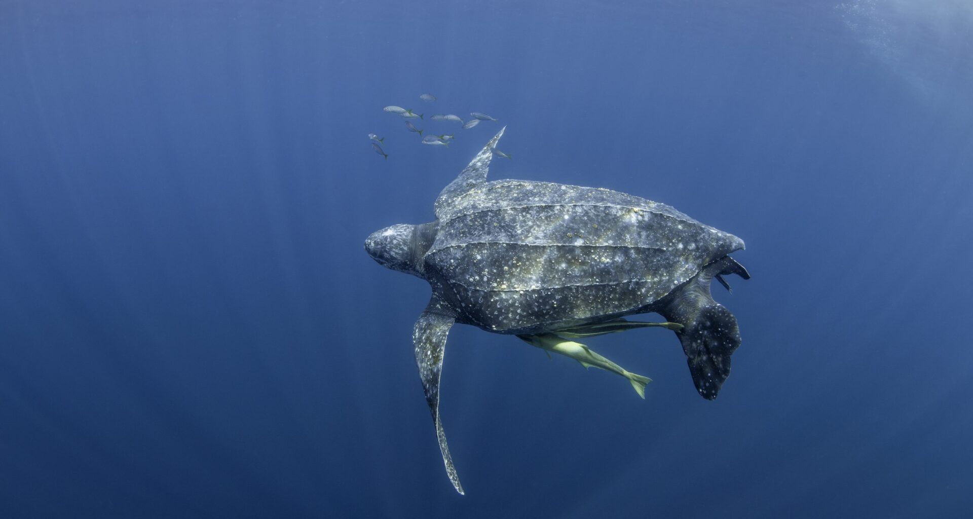 Potaka accused of hiding behind court case at endangered turtles' expense