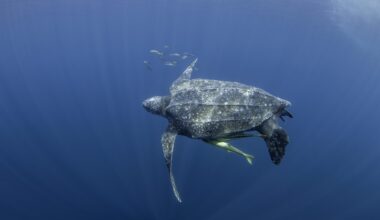 Potaka accused of hiding behind court case at endangered turtles' expense