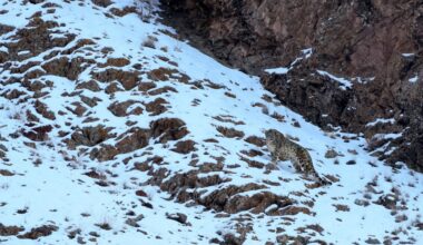 Rare snow leopard attack at China’s Xinjiang ski destination leaves tourist injured