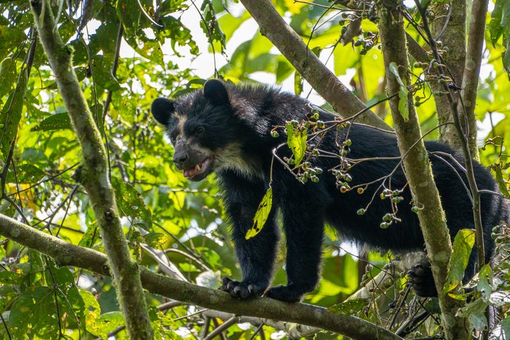 Young spectacled bear