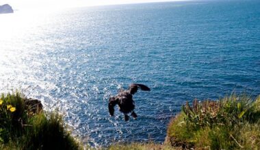 VESTMANNAEYJAR - HOFN, ICELAND - AUGUST 20: Residents release pufflings into the sea from a cliff on August 20, 2024 in Vestmannaeyjar, Iceland. In Iceland