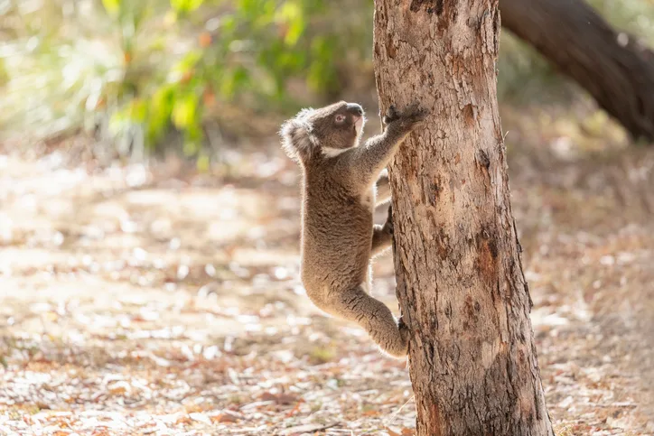 koala carefully climbs down from a eucalyptus tree
