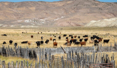 Cattle graze on a ranch in Lander County, Nevada. Credit: Jim West/Universal Images Group via Getty Images