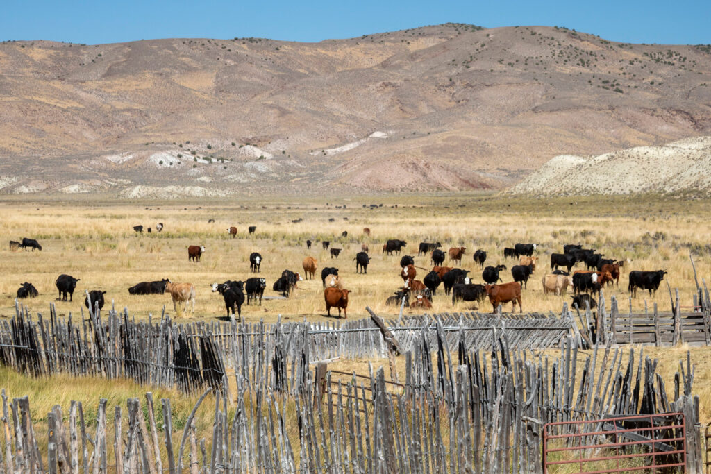 Cattle graze on a ranch in Lander County, Nevada. Credit: Jim West/Universal Images Group via Getty Images