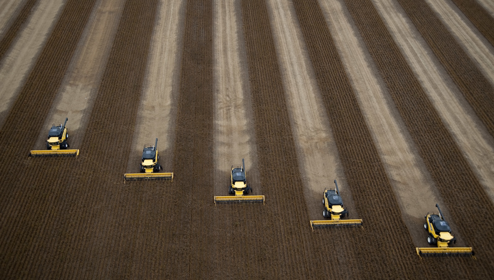 five yellow combines move across a large soybean field harvesting soybeans
