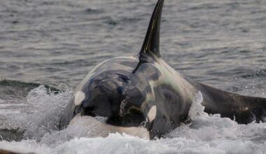 Killer whale , hunt stranding, in Patagonia