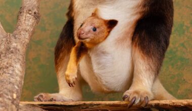Tiny ‘Pouch-Cam’ Provides Rare Glimpse of Endangered Tree Kangaroo Developing Inside its Mother (LOOK)