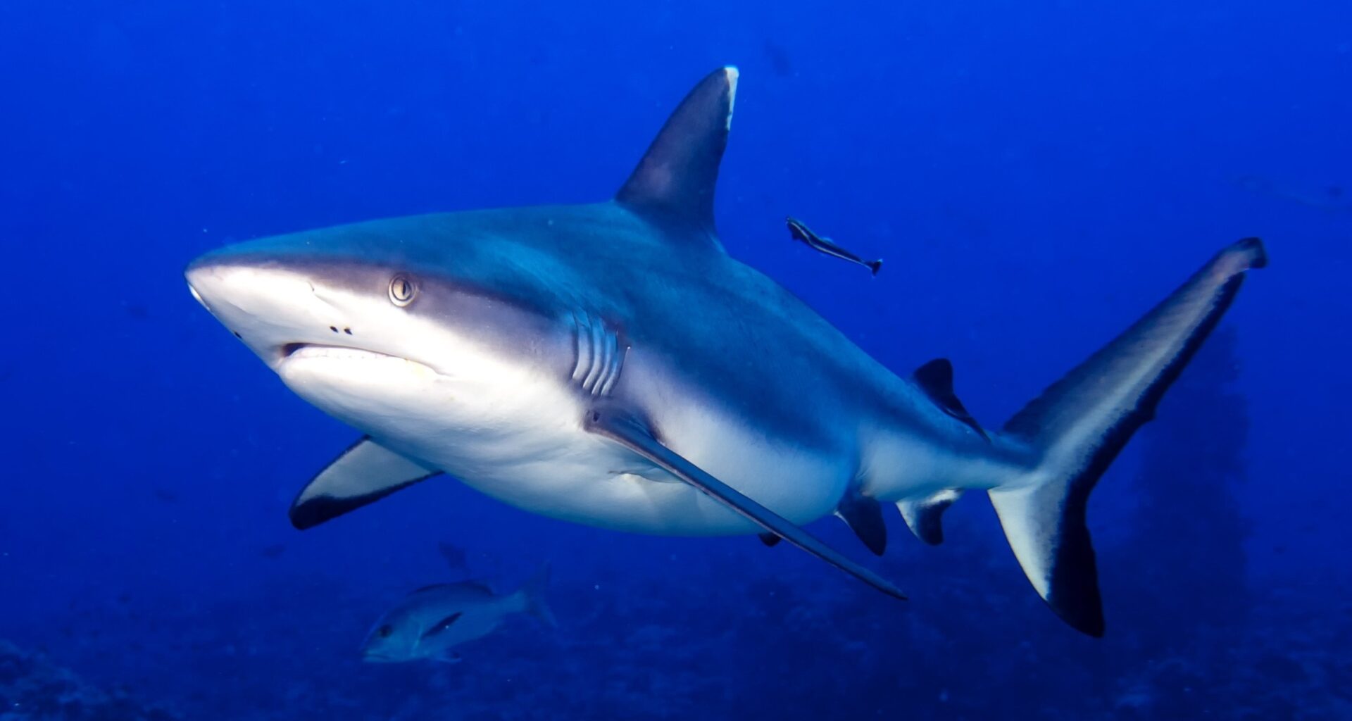 How the Greenland shark’s heart keeps pumping for 400 years