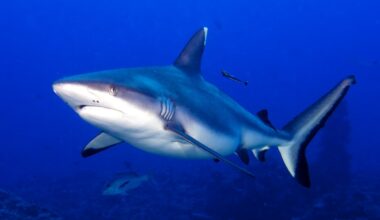 How the Greenland shark’s heart keeps pumping for 400 years