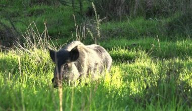 Lake Taupō bovine TB battle: Ospri steps up possum control work
