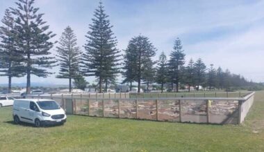 New home for rare skinks taking shape on Napier’s Marine Parade