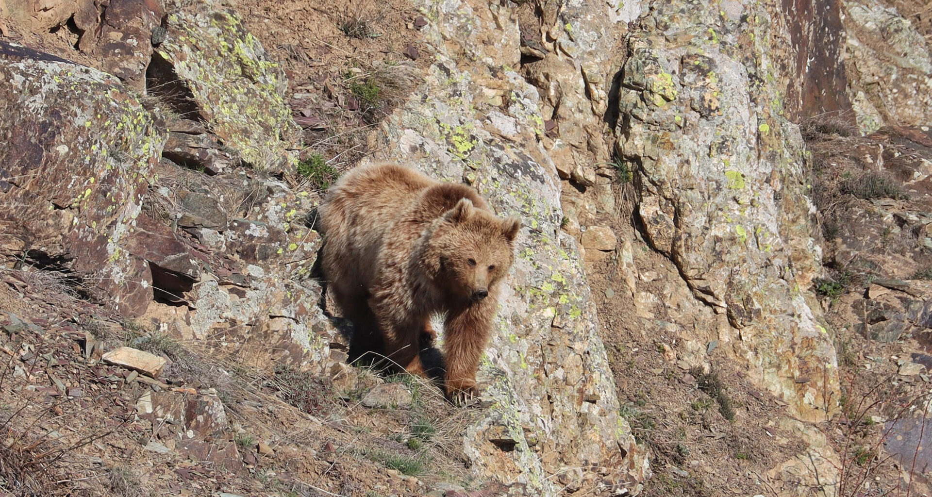 Study identifies prime brown bear habitats beyond protected areas