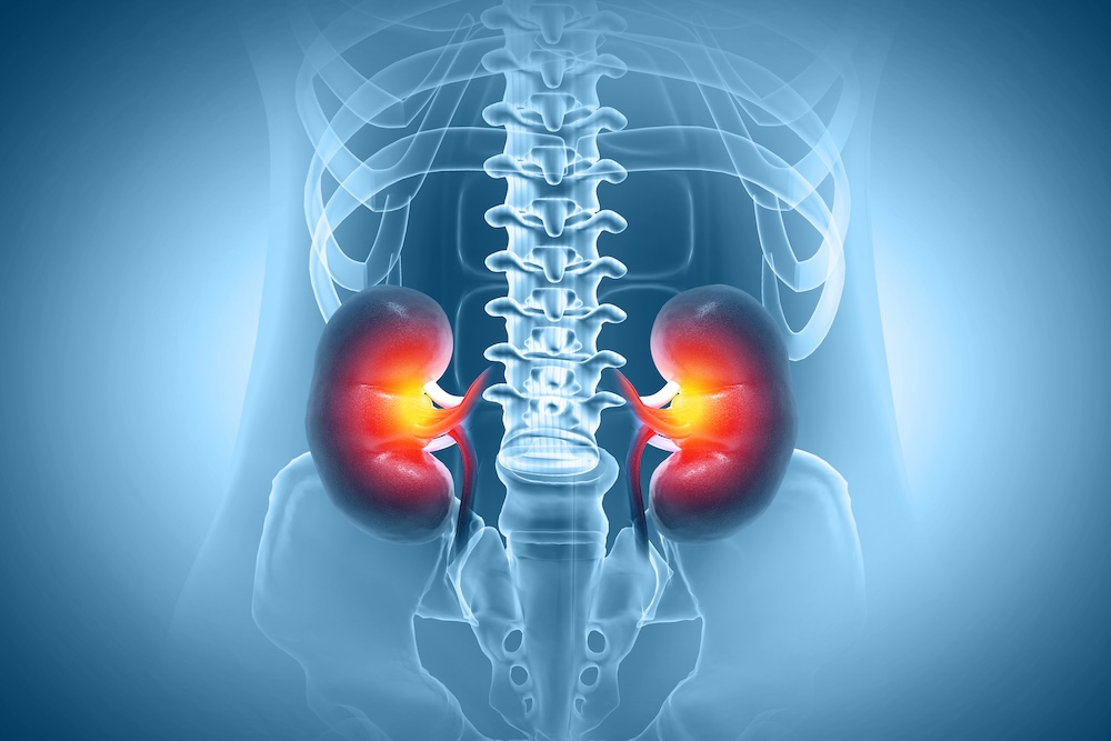 Novel Mechanism Regulates Essential Enzyme Production in Kidneys 