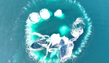 Humpback whales bubble net feeding in Canada