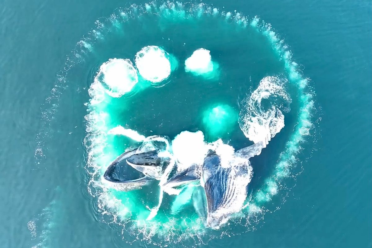 Humpback whales bubble net feeding in Canada