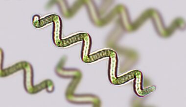 Spirulina sp. blue-green algae under microscopic view x100. Image Credit: Elif Bayraktar / Shutterstock. Study: Algae and Algal Protein in Human Nutrition: A Narrative Review of Health Outcomes from Clinical Studies